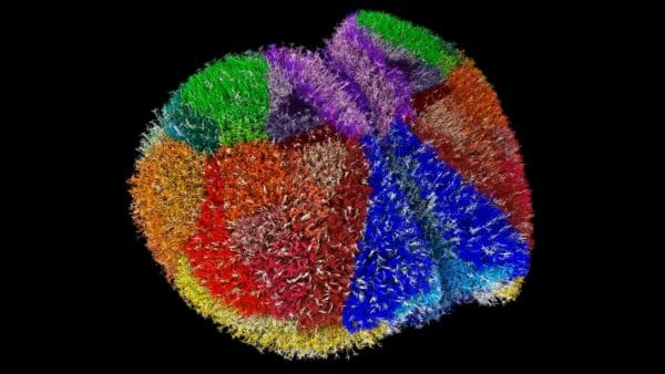 الحاسوب العملاق الياباني "فوغاكو" يصل إلى أدق محاكاة عصبية تمهد لنمذجة الدماغ البشري 