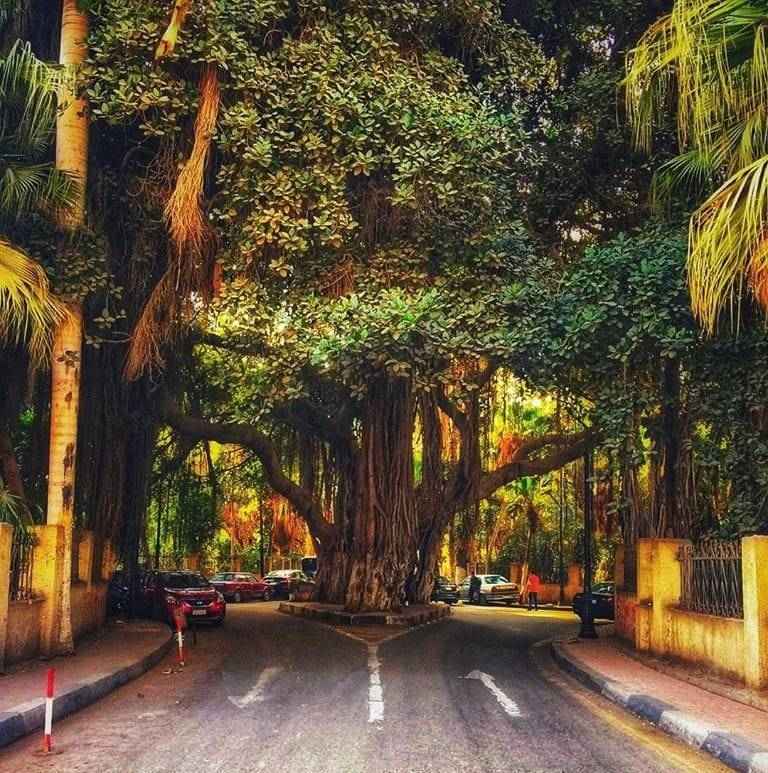 توثيق رقمي الاشجار في مصر